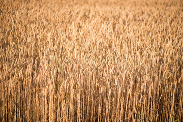 wheat field. beautiful field. spikelets of wheat. wheat harvest