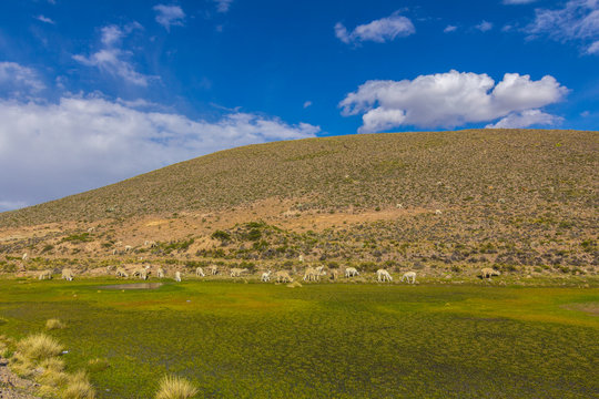Landscape with alpacas in Arequipa, Peru