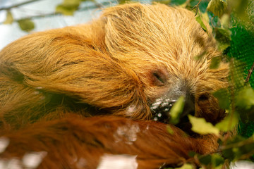 sleeping sloth