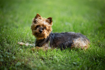 yorkshire terrier