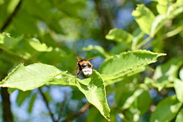 A bumblebee on a leaf