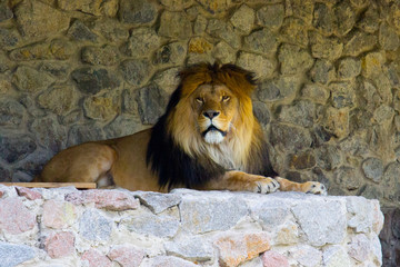 Lion resting at summer day. Wild animal