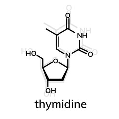 Thymidine chemical formula on whiite background
