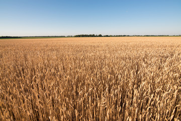 wheat field. beautiful field. spikelets of wheat. wheat harvest