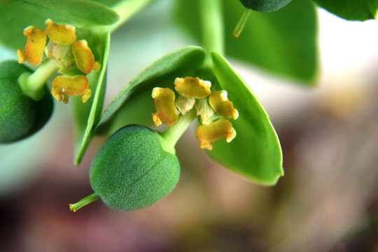 Fleur jaune euphorbe
