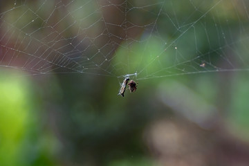 Spider Atack
