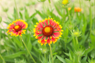 bright red-yellow gaillardia flower on a background of green grass