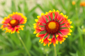 bright red-yellow gaillardia flower on a background of green grass