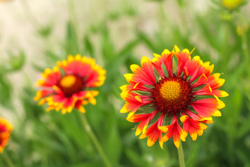 bright red-yellow gaillardia flower on a background of green grass