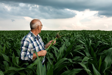 Senior farmer standing in corn field examining crop root in his hands.