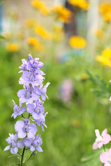 inflorescence of blue flowers on the background of the old blue picket fence
