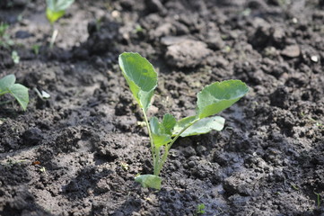 young sprouts of onions