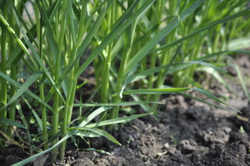 young sprouts of onions
