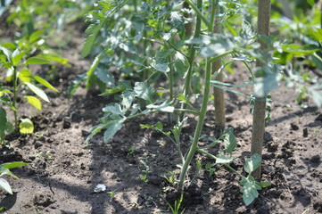 Vegetable garden, agriculture, tomato beds