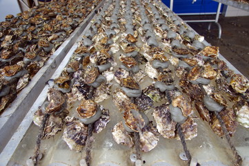 huitres en évelages en suspension 