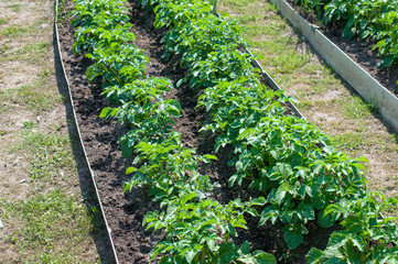 Vegetable garden, agriculture, potato beds