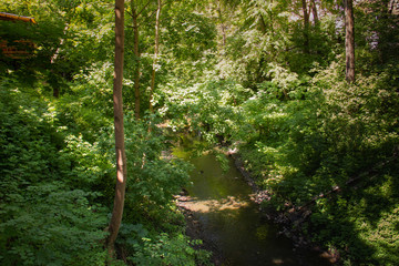 stream among the trees in the city park