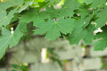 green maple leaves on the background of a brick fence