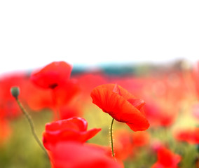 Naklejka premium Photo landscape of beautiful red poppies flowers on a field