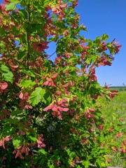 flowers in the garden