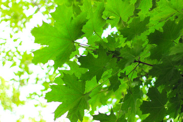 Fototapeta na wymiar bright green maple leaves against the sky