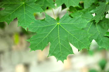 green maple leaves on the background of a brick fence
