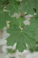 green maple leaves on the background of a brick fence