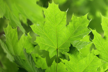 bright green maple leaves against the sky