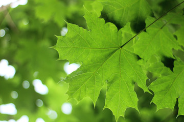 bright green maple leaves against the sky