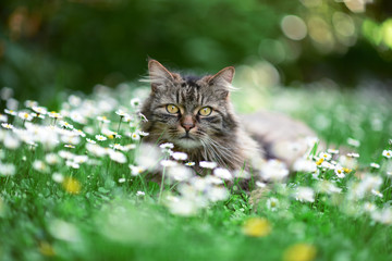 Naklejka na ściany i meble Cat enjoys spring in the garden. Cat outtdoor between flowers.