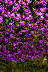 purple flowers in the garden