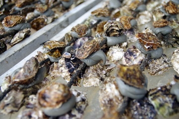 huitres en évelages en suspension 