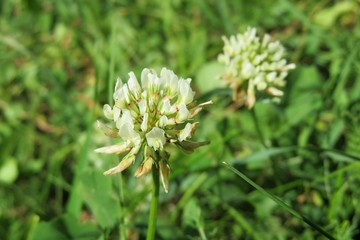 White clover flowers on the meadow, closeup