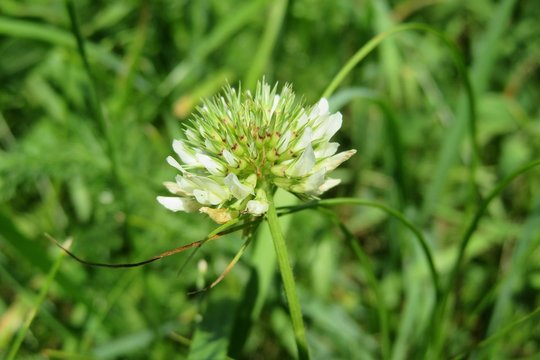 Beautiful white clover flowers on natural green background, closeup