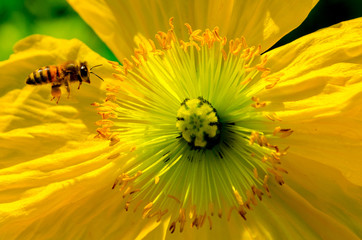 vol d'abeille