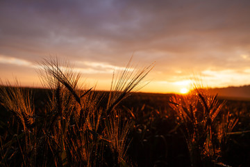 Sonnenuntergang Sun down field in Germany weitzen after rain