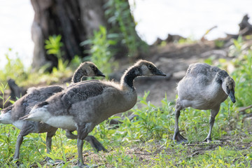 Baby Canada Goose