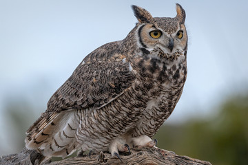 Great Horned Owl Sitting On Perch In Southern Arizona