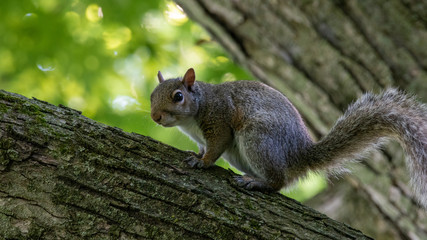 Gray Squirrel