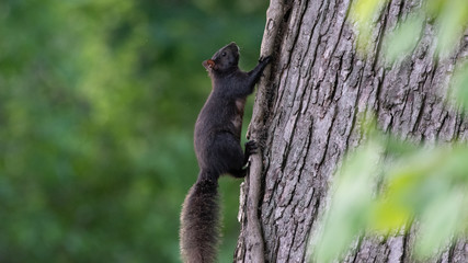 Black Squirrel
