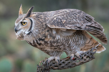 Great Horned Owl With Eyes On Prey In Southern Arizona
