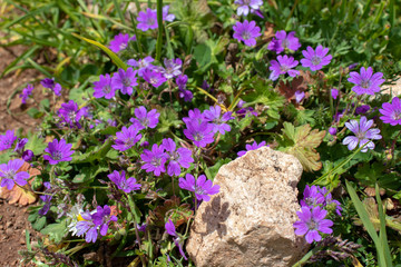 Geranium pyrenaicum purple flowers and leaves