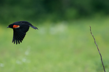 Flying Red Winged Blackbird