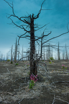 Dead tree forest on the Tolbachik volcano, Kamchatka, Russia