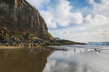 High, rugged cliffs, seagulls, blue sky, and puffy white clouds reflected in the wet sands of a...