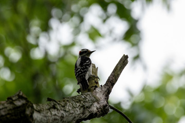 Woodpecker