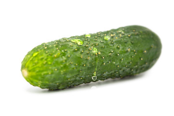 fresh ripe cucumber with water drops isolated on white background