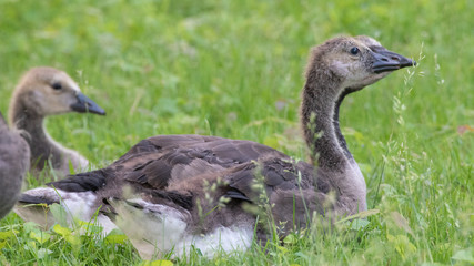 Canada Goose