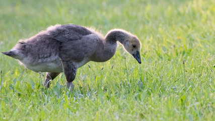 Canada Goose