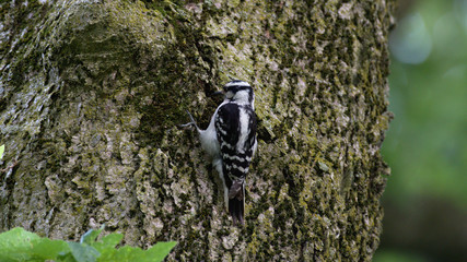 Woodpecker